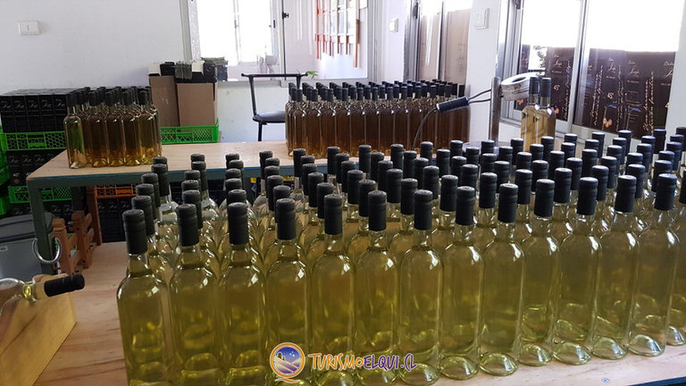 etiquetado pisquera dona josefa del elqui