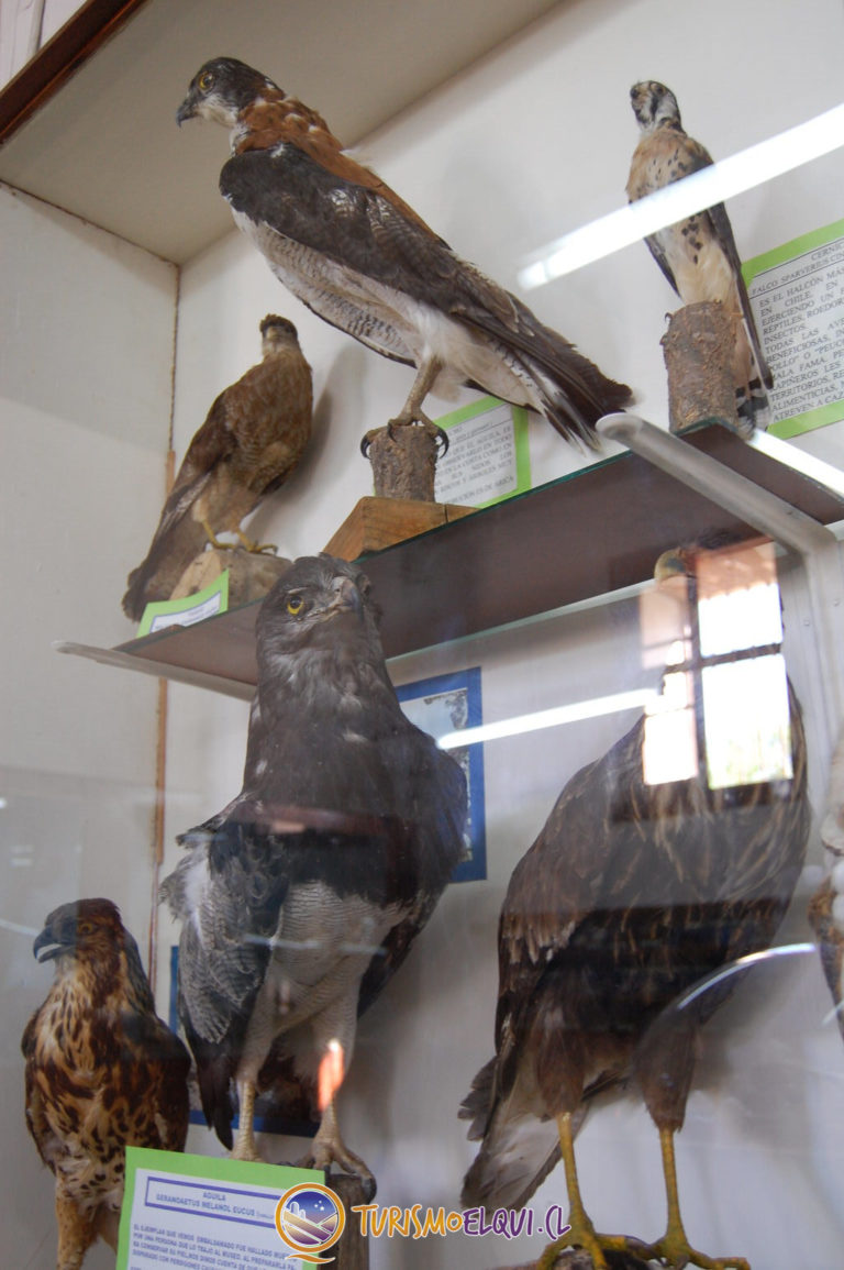 aves museo entomologico vicuna 768x1155