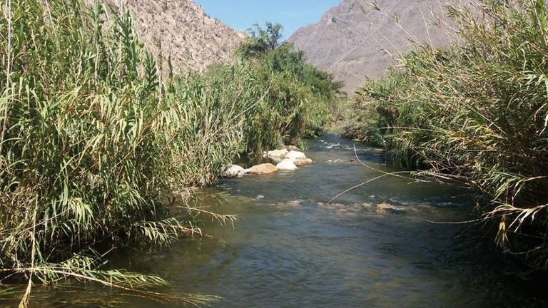 camping las tencas rivadavia valle del elqui 5