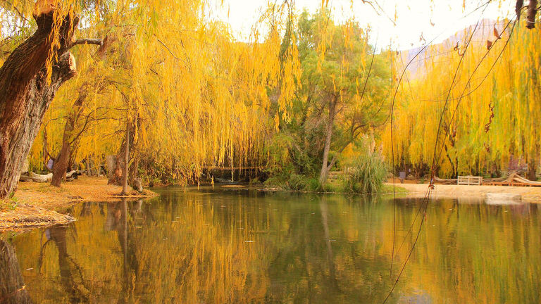 camping refugio del angel pisco elqui 6