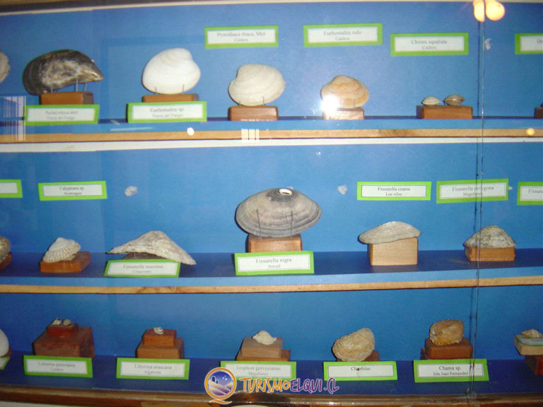 caracoles mar museo entomologico vicuna 768x576