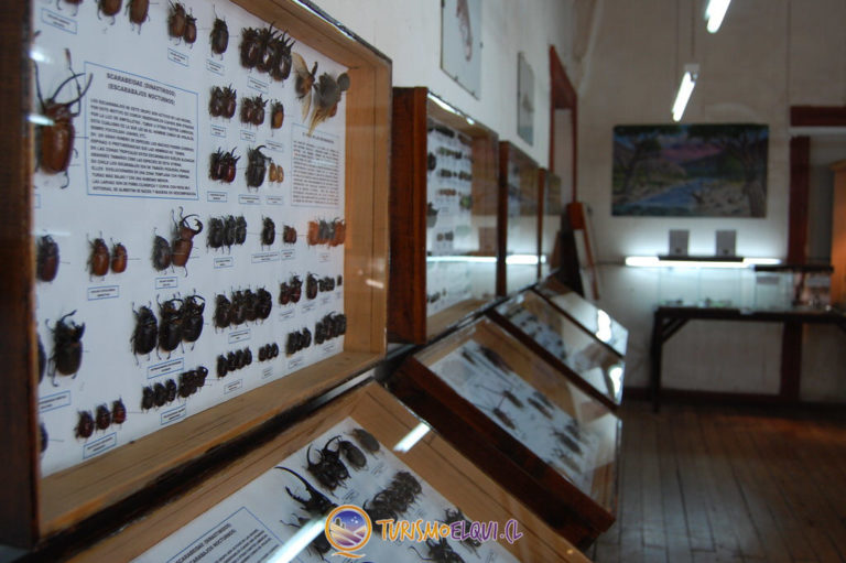 escarabajos museo entomologico vicuna 768x511