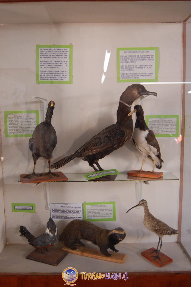 fauna museo entomologico vicuna 768x1155