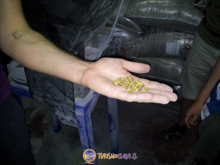 granos cereal malta cerveza guayacan 768x576