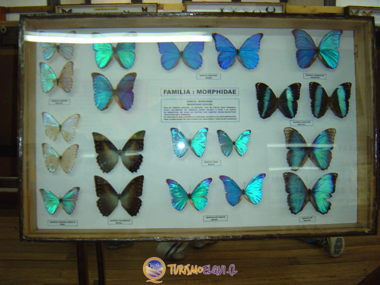 mariposas museo entomologico vicuna 768x576