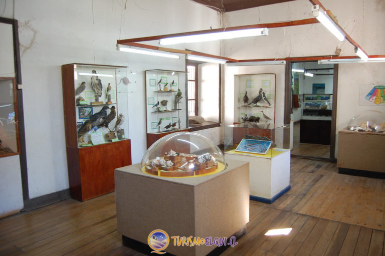 museo entomologico vicuna 768x511