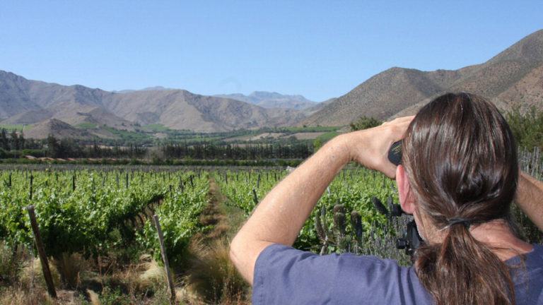 alfa aldea vicuna valle del elqui 4 768x432